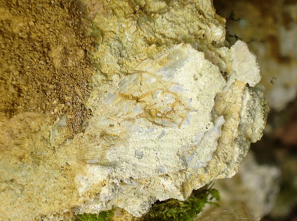 bivalve