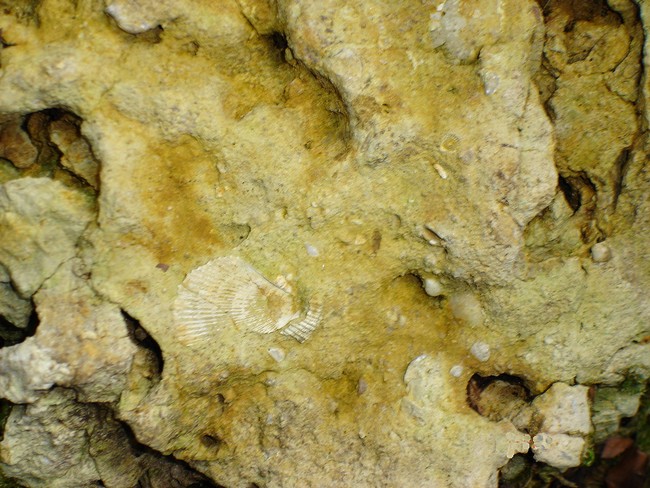 coquille dissolution 