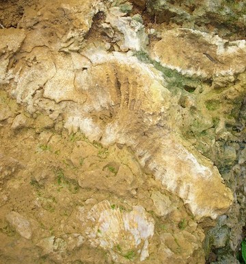 polypier et bivalves