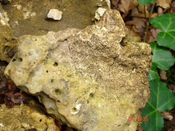 isastrea