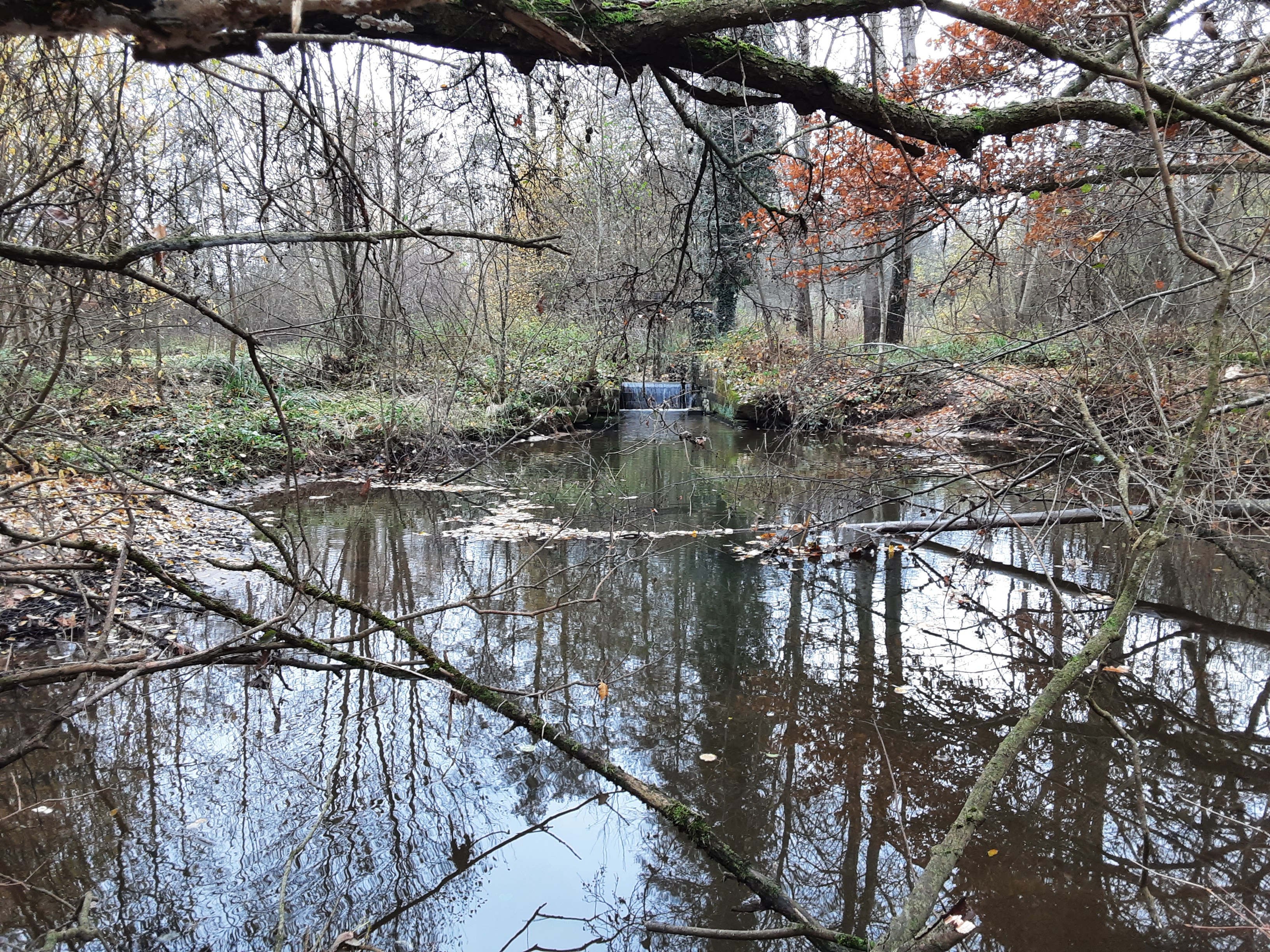 La nature a reconquis ce morceau de Sarre canalisé par l'Homme.