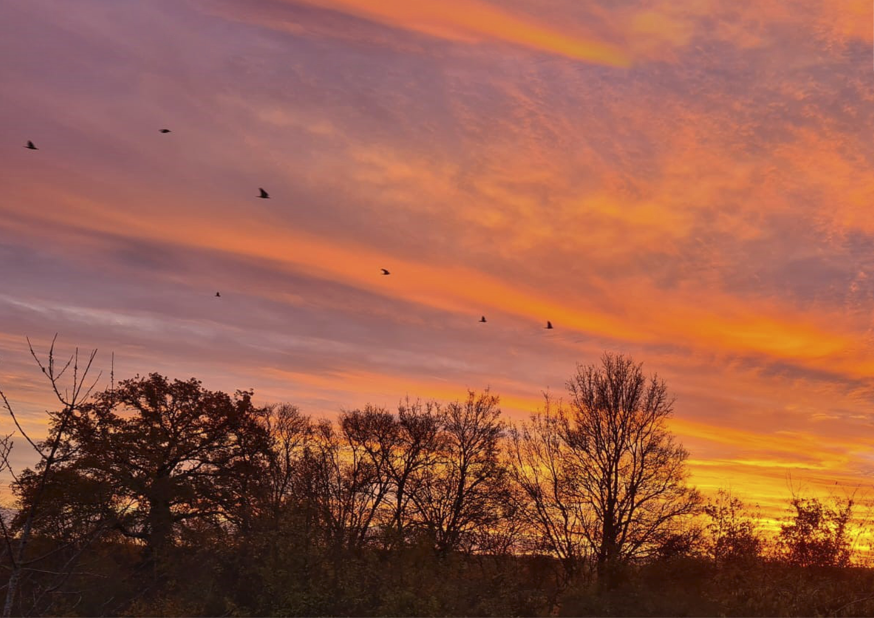 A l’aube, un matin d’automne, les oiseaux prennent leur envol.