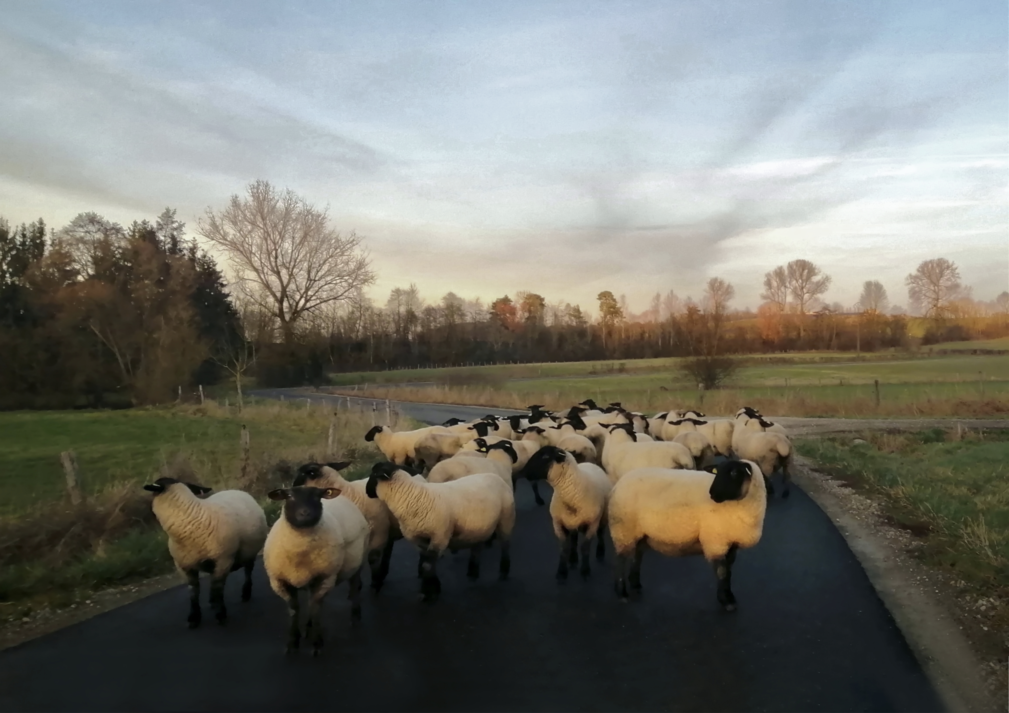 Moutons en cavale près du vieux moulin de Hesse