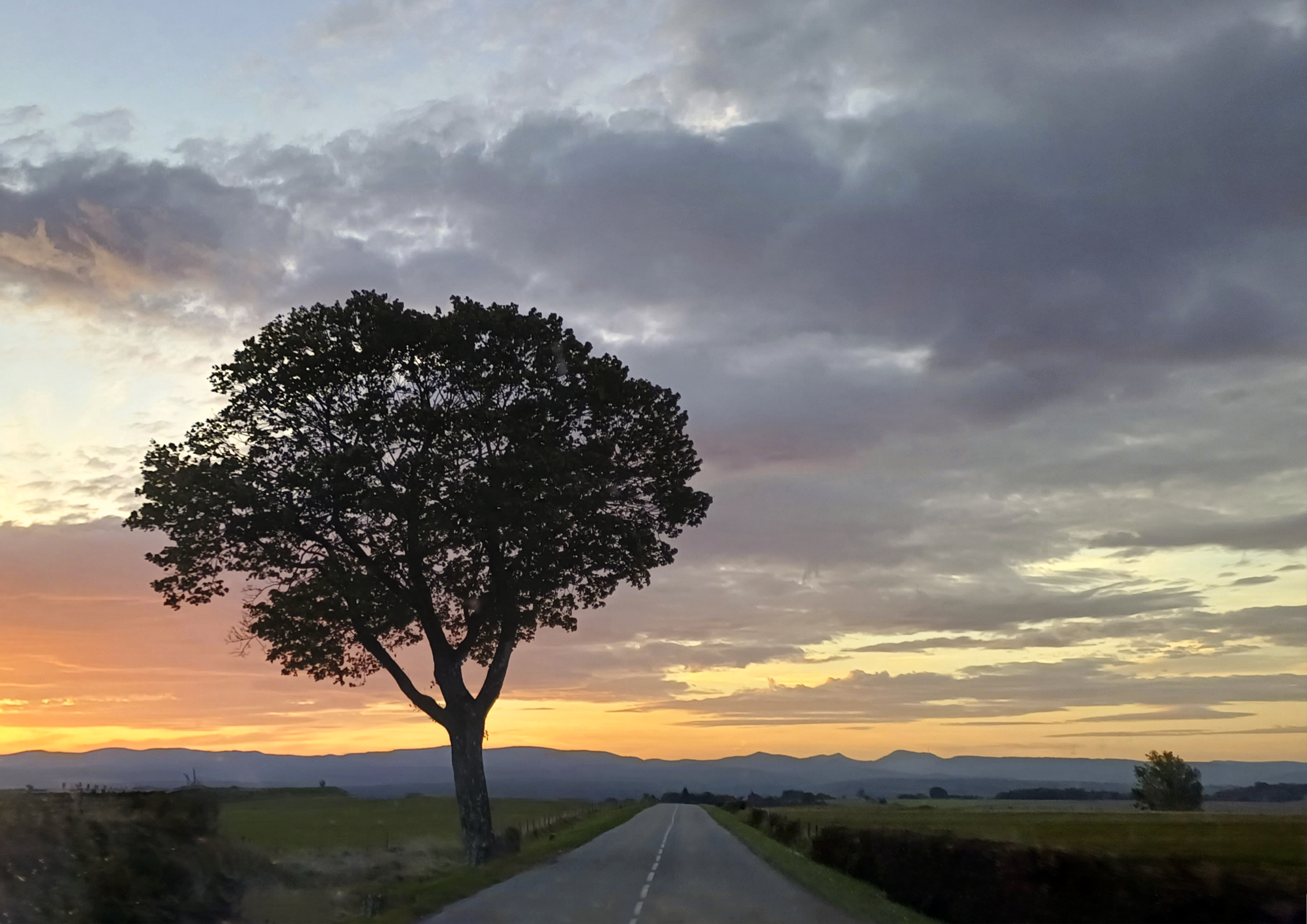 Au bord de la D41, l'arbre qu'on ne peut pas ne pas voir en arrivant à Lorquin.