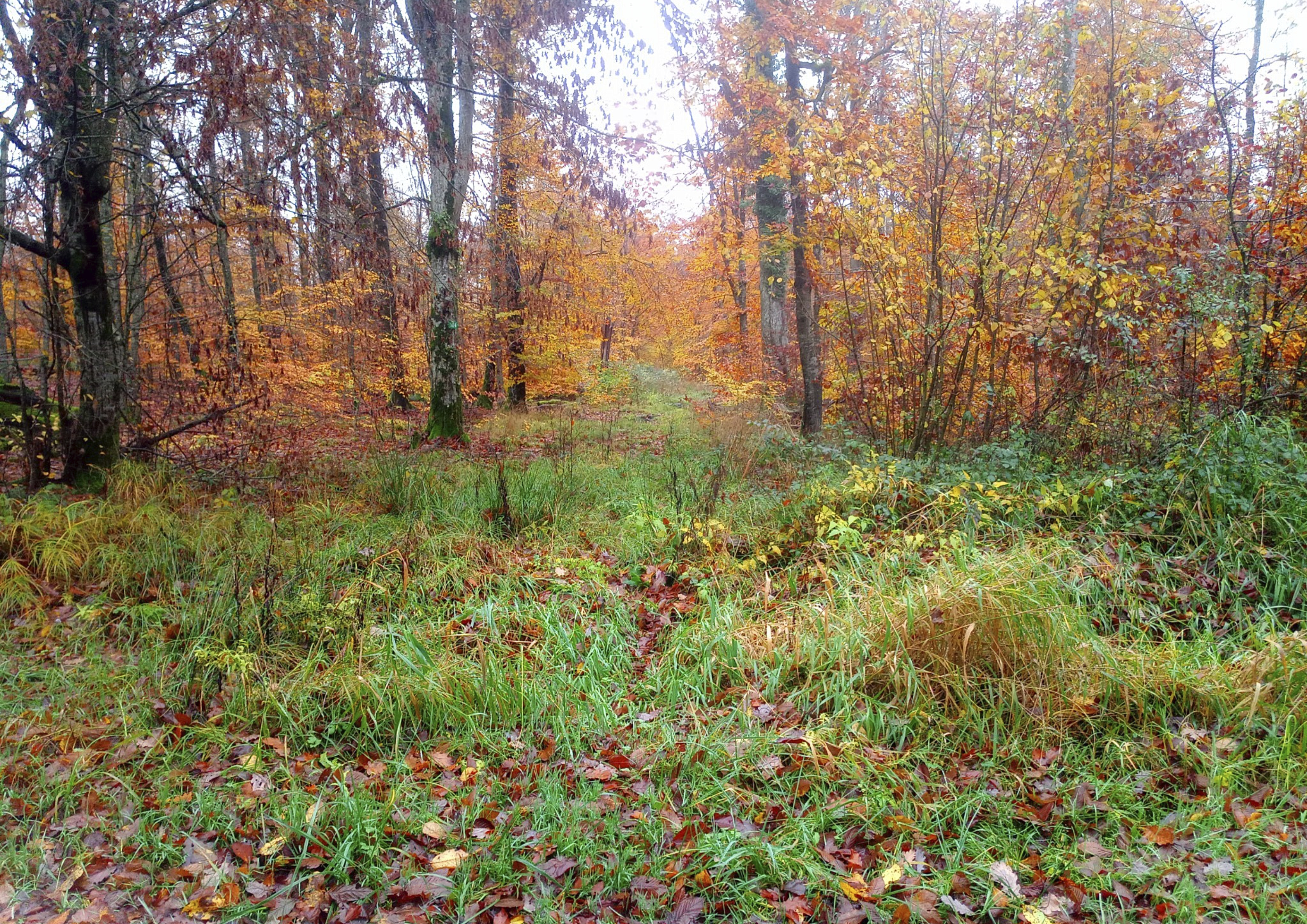 C’est la forêt où je vais souvent me promener et où, quand j’ai de la chance, je peux apercevoir des renardeaux.