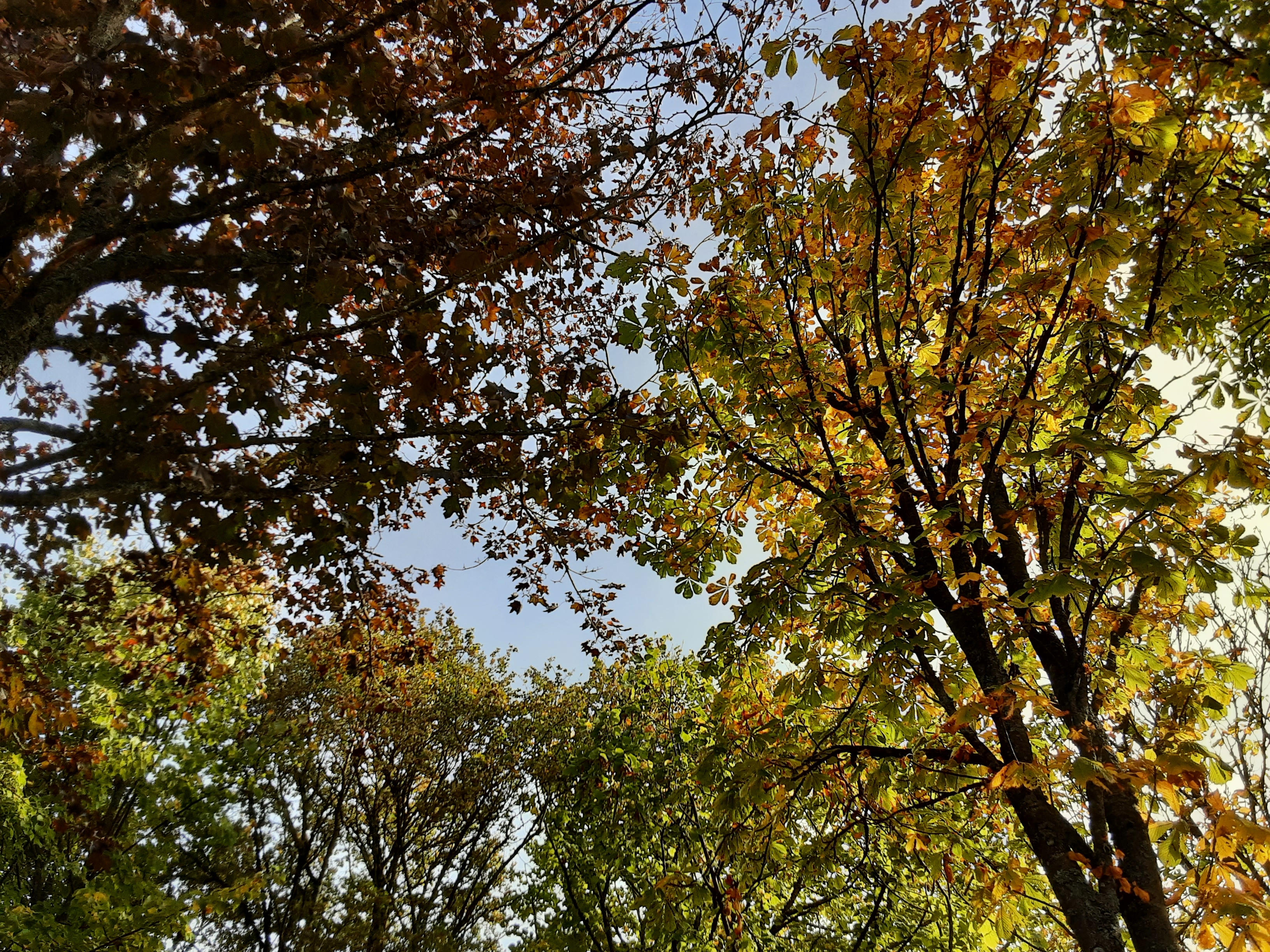 La richesse colorée de nos forêts nous émerveille chaque jour.