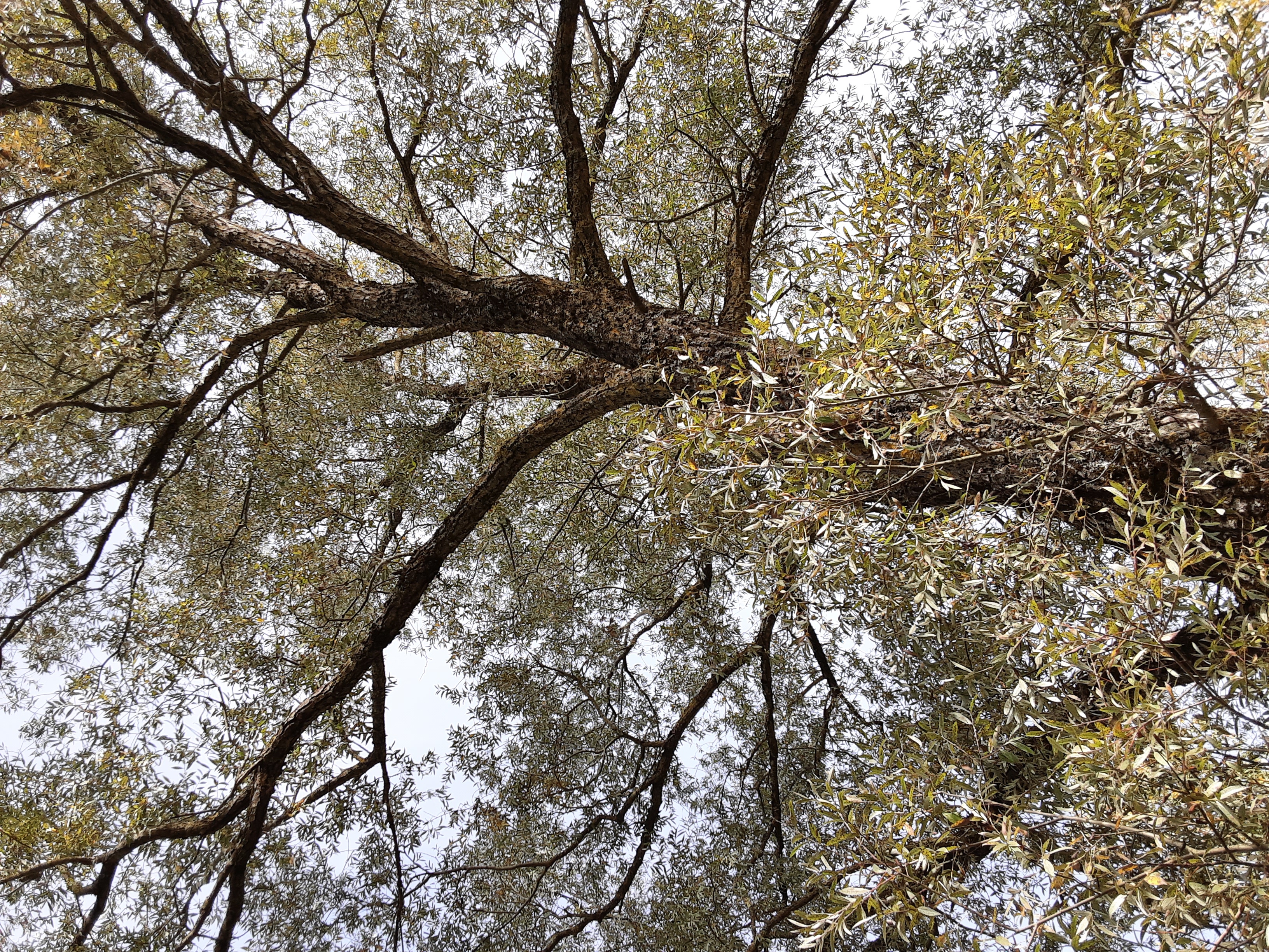 Les veines de la Terre se projettent dans les airs.