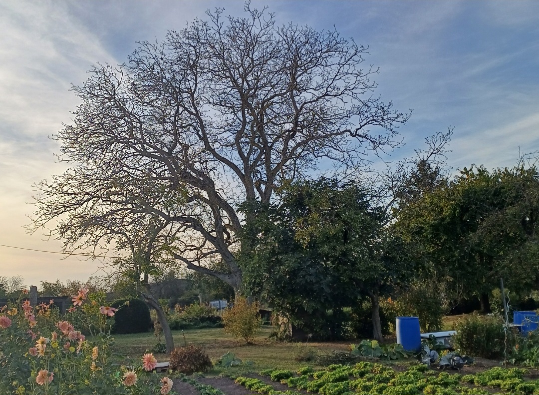 Cette photo a été prise dans la rue des jardins dans le petit village paisible de Ley. Ces nombreux jardins fleuris et colorés respirent la bonne humeur.