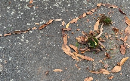 EGUELSHARDT CP-CE1  5