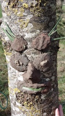 Etranges végétaux 9