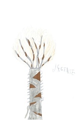 Curiosités Apach arbre dessin