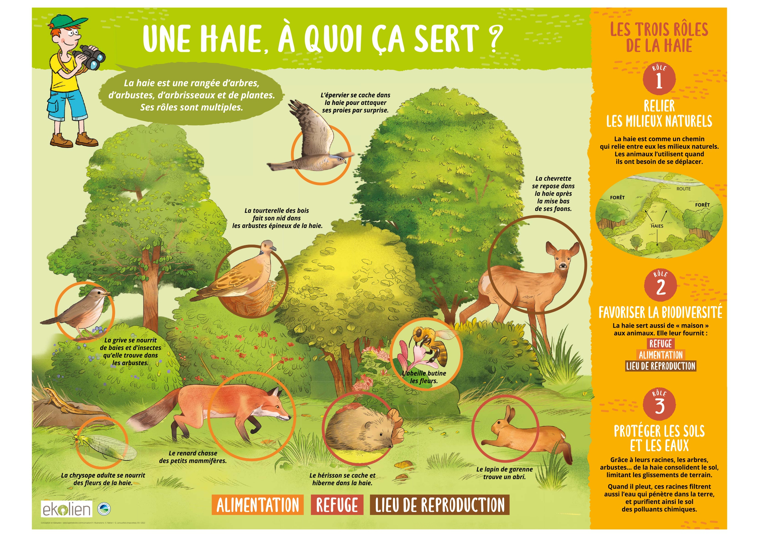 POSTER-EKOLIEN-Une-haie-a-quoi-ca-sert-A3_page-0001.jpg POSTER-EKOLIEN-Une-haie-a-quoi-ca-sert-A3_page-0001.jpg