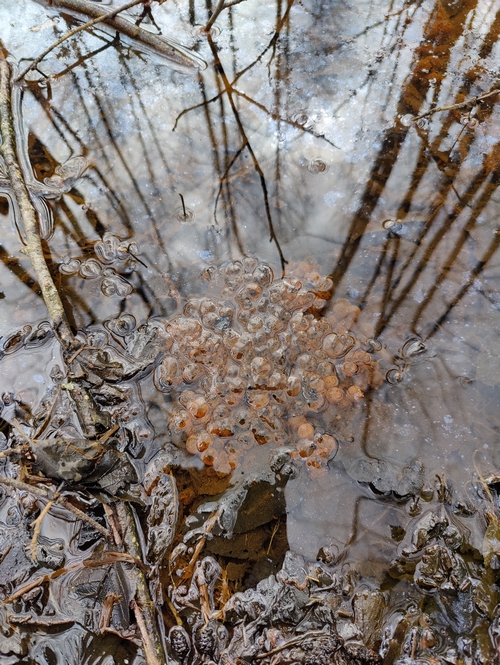 inventaire-amphibiens-03-04-2026-005-500px-1.jpg