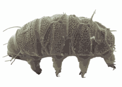 Tardigrades : de minuscules « super-héros » de la nature qui inspirent la chimie