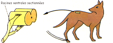 Animation4.gif (618693 octets)